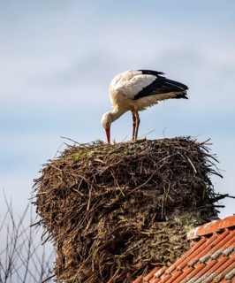 White storks, in the stork care centre Wesermarsch, near Berne, on the river Berne, up to 50 pairs