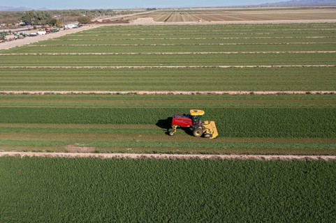 Buckeye, Arizona - A tractor cuts alfalfa on a farm in the Arizona desert. Alfalfa uses a lot of