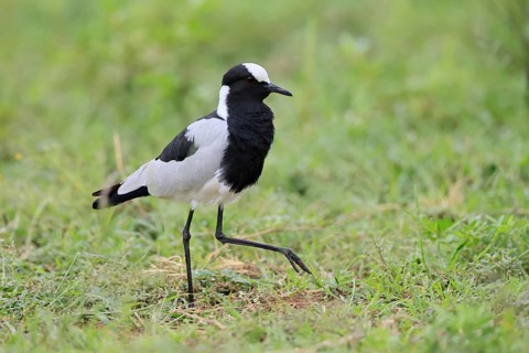 Black-headed Lapwing (Vanellus armatus), adult, foraging, Pilanesberg National Park, North West