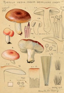 Mushroom, Mushrooms, Bare-toothed Russula, Russula vesca, authentic reproduction of an illustration