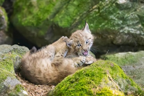 Eurasian lynx (Lynx lynx) mother with her youngsters (cubs) playing between rocks with each other