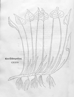 Swamp calla, snakewort (Calla palustris), woodcut by Leonhart Fuchs, from New Kreüterbuch, neues