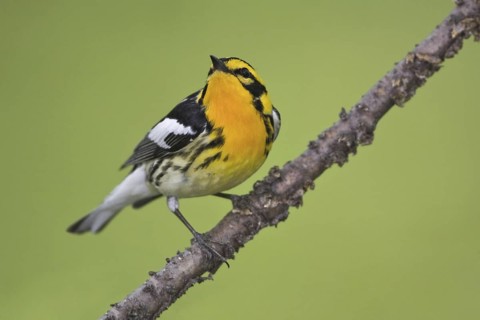 Blackburnian Warbler (Setophaga fusca) male, Ontario, Canada