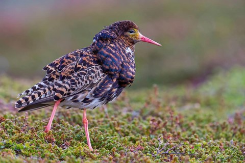 Ruff, (Philomachus pugnax), animals, birds, plumage during mating season, snipe bird, courtship,