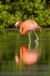 American flamingo (Phoenicopterus ruber) feeding in a lagoon in Cuba