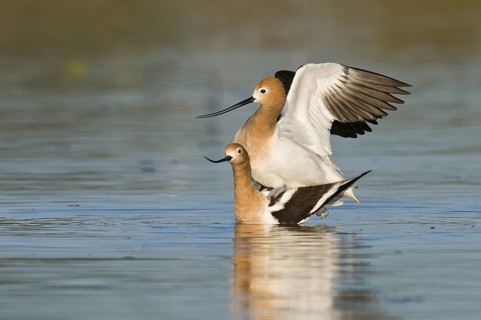 American Avocet (Recurvirostra americana), Arizona, USA