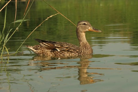 Mallard (Anas platyrhynchos) attentive female in the lake, Allgäu, Bavaria, Germany
