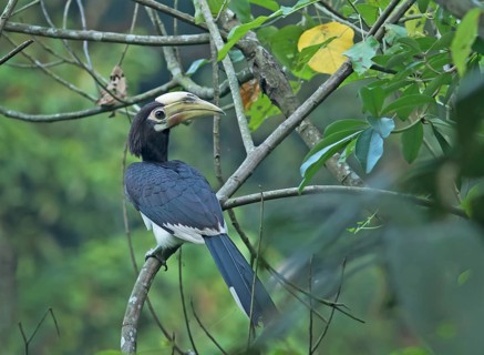 Oriental Pied Hornbill (Anthracoceros albirostris) female perched on a branch, Darjeeling, India