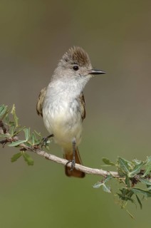 Ash-throated Flycatcher (Myiarchus cinerascens), Texas, USA
