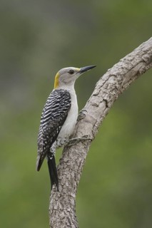 Golden-fronted Woodpecker (Melanerpes aurifrons), Texas, USA
