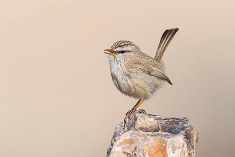 Streaked Scrub Warbler (Scotocerca inquieta) singing, Eilat, Israel