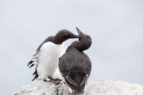Guillemot (Uria aalge), breeding pair preening each other during courtship, Hornøya Island, Vardø,