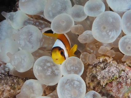 Red sea anemonefish juvenile (Amphiprion bicinctus juvenil)