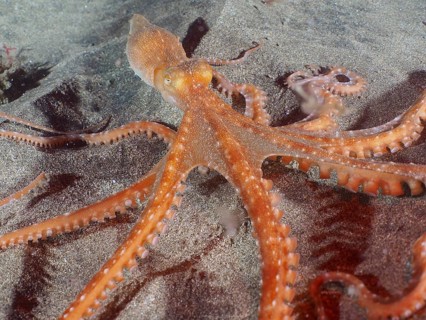 Callistoctopus macropus (Callistoctopus macropus)