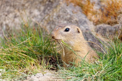 A fully grown European ground squirrel (Spermophilus citellus) carries nesting material in its