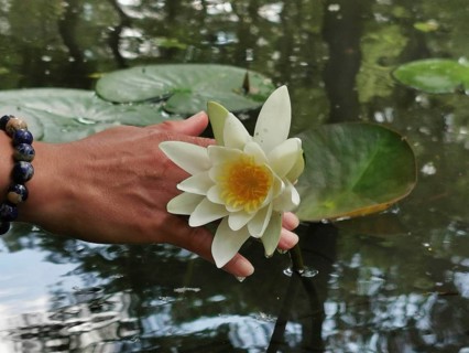 Hand holding a water lily (Nymphaea) over calm water with reflections, Spreewald Biosphere Reserve