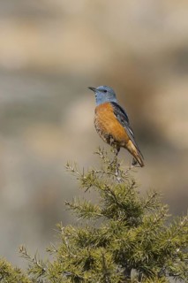 Common Rock Thrush (Monticola saxatilis) male, Ankara, Turkey