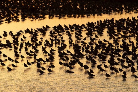 Black tailed godwit (Limosa limosa) adult wading birds in a large flock at high tide on a shallow