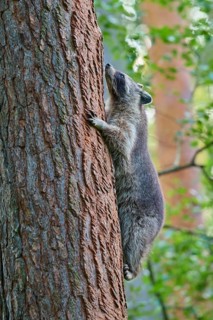 Raccoon (Procyon lotor), climbing on a tree trunk in the forest, Hesse, Germany