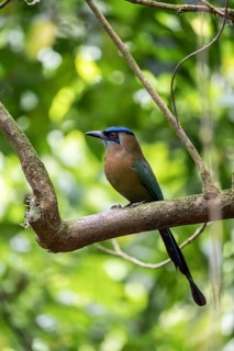 Blue-crowned motmot (Momotus lessonii), colourful bird sitting on a branch, tropical rainforest,