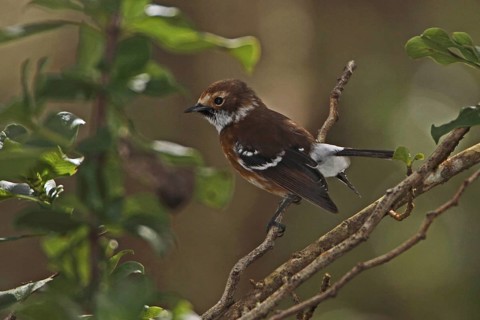 Hawaii Elepaio, Chasiempis sandwichensis