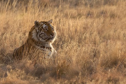 Bengal Tiger (Panthera tigris) male portrait in backlight, captive, Philippolis, South Africa