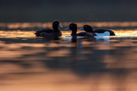 Tufted Duck (Aythya fuligula), North Rhine-Westphalia, Germany