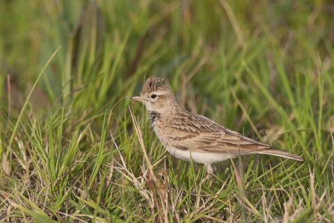Greater Short-toed Lark (Calandrella brachydactyla), Ankara, Turkey