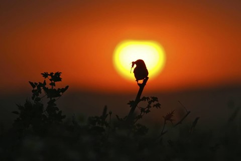 Corn Bunting (Emberiza calandra) with grasshopper in beak, Andalusia, Spain