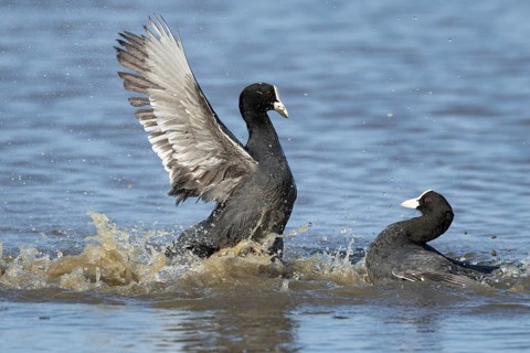 Eurasian coot (Fulica atra) two adult birds fighting on a lagoon, RSPB Minsmere nature reserve,