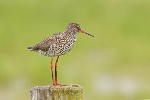 Redshank (Tringa totanus) standing on a pasture fence post, snipe bird, spring, wildlife, Hüde,
