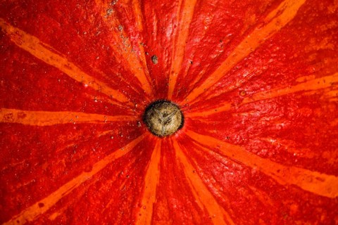 Detail of a Red kuri squash