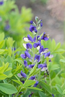 Dyer's pod (Baptisia DECADENCE 'Blueberry Sundae'), Ihlenweg 7, Federal Republic of Germany