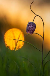 Snake's Head Fritillary (Fritillaria meleagris) at sunrise in a wet meadow in spring, Berne, Lower