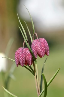Snake's head fritillary (Fritillaria meleagris), in a meadow, Wilden, North Rhine-Westphalia,