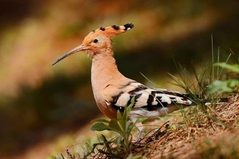 Hoopoe (Upupa epops), Algarve, Portugal