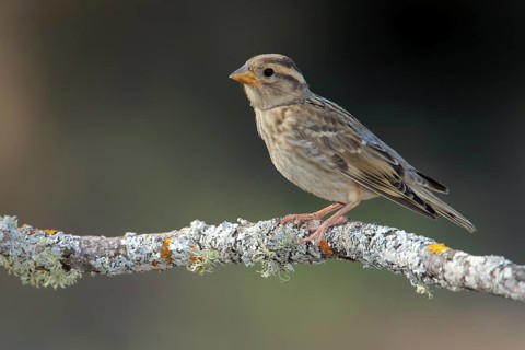 Rock Sparrow (Petronia petronia) juvenile, Andalusia, Spain