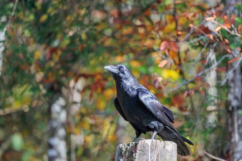 A common raven (Corvus corax) perches on an old fence post amid autumn-colored trees. Austria