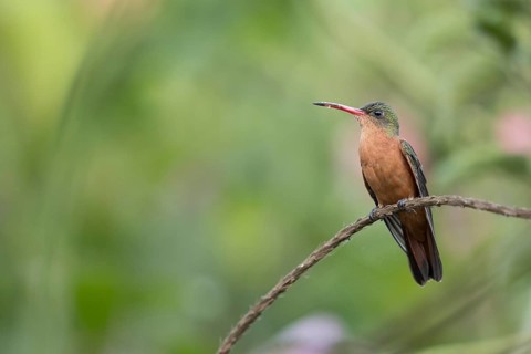 Cinnamon Hummingbird (Amazilia rutila corallirostris) perched on a branch, Solola, Guatemala