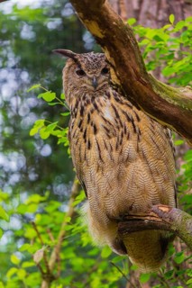 Portrait of an Eurasian Eagle Owl, Bubo bubo. Green vegetation in the background