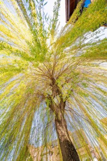 A majestic willow tree, whose green branches glow in sunlight, stretches to the sky, Aidlingen,