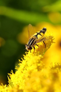 Dangling sunlover (Helophilus pendulus), on Canada goldenrod (Solidago canadensis), Wilden, North