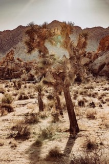 Joshua Tree National Park