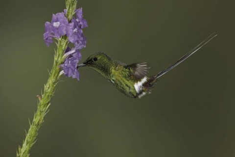 Black-bellied Thorntail (Discosura langsdorffi), Ecuador