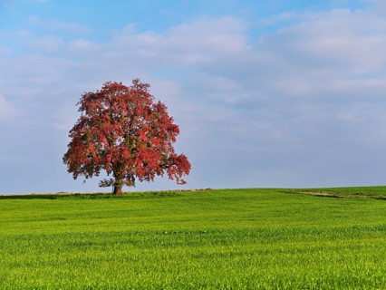 Red discoloured pear tree (Pyrus), standing in a meadow, Beinwil, Freiamt, Canton Aargau,