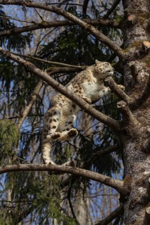 One adult snow leopard (Panthera uncia) standing high up in a tree, watching something in the