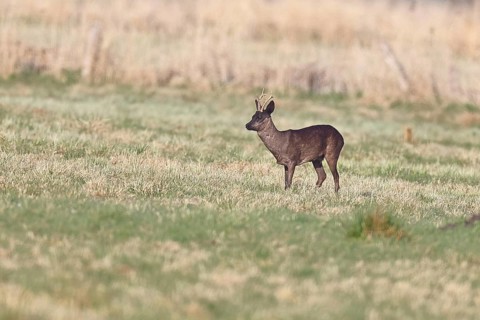 Roebuck (Capreolus capreolus), black roe deer, male foraging in a meadow, old animal, wildlife,