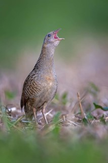 Corn Crake (Crex crex) calling, Saxony-Anhalt, Germany