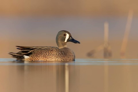 Blue-winged Teal (Anas discors) swimming in a pond in Manitoba, Canada