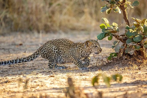 Leopard (Panthera pardus) juvenile, South Africa
